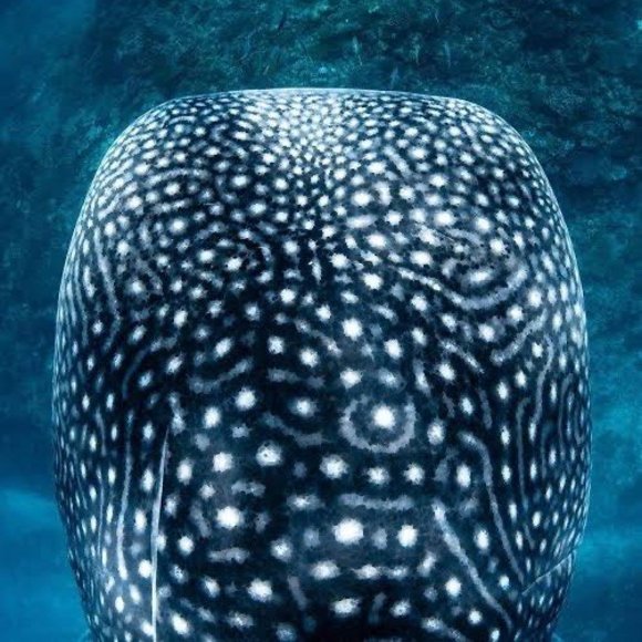 Meet your Posher, Lp - Picture 1 of 1